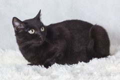 Gata negra retrato estudio