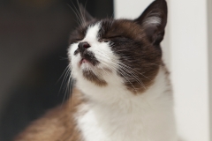Gata retrato