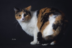 Gata-tricolor