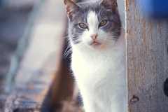 Gato