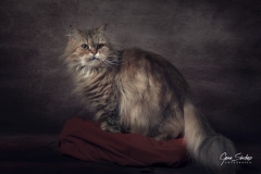 Gato-Siberiano