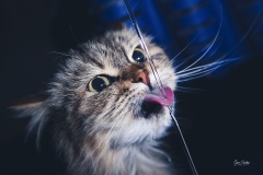 Gato-bebiendo