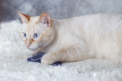 Gato blanco retrato