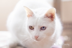 Gato blanco retrato
