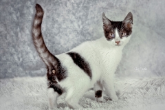 Gato-con-3-ojos