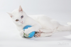 Me voy a comer el mundo