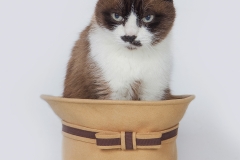 Gato-en-estudio-copia