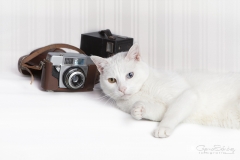 Gato en estudio foto