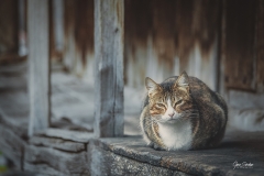 Gato-en-hórreo