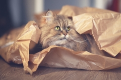 Gato-envuelto-en-regalo-S