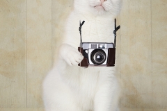 Gato fotógrafo