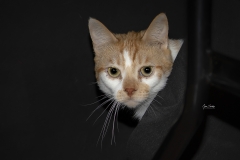 Gato-naranja-02