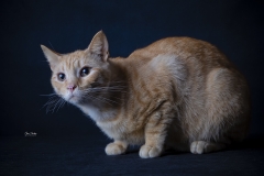 Gato-posando