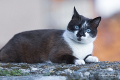 Gato retrato