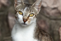 Gato retrato