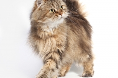 Gato retrato en estudio 04