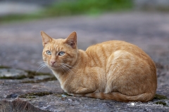 Gato rojo