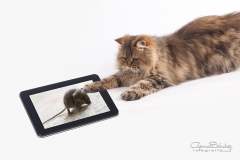 La tecnología llegó a los gatos