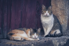 Gatos-de-pueblo