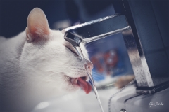 Gatos-y-grifos