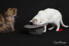 La curiosidad felina