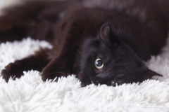 Mirada de gata negra