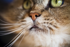 Nariz-de-gato-Siberiano
