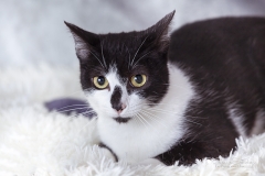 Retrato de gato
