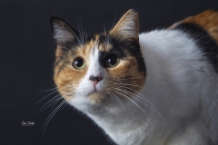 Retrato-felino