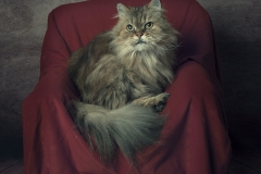 Siberian-Cat