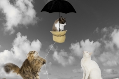 Tres gatos sobre el tejado