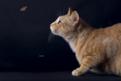 gato-alerta