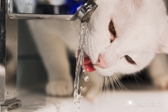 gato bebeindo de grifo closeup