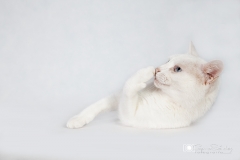 gato blanco que guarda secreto