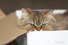 gato dentro de caja