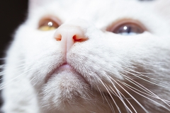 gato disfrutando del sol