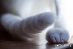 gato sentado detalle patas