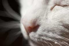 nariz de gato macro
