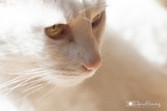 retrato gato closeup