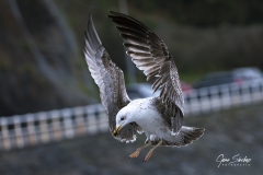 1_Gaviota-volando