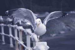 Gaviota-abriendo-alas-01