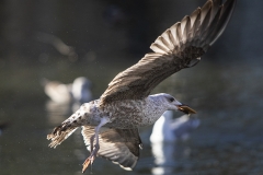Gaviota-atrapando-galleta-al-vuelo