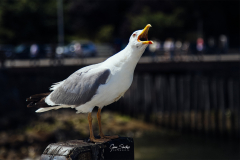 Gaviota-comunicando