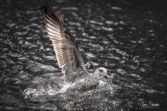 Gaviota-en-agua