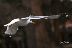 Gaviota-en-pleno-vuelo