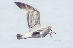 Gaviota-en-vuelo-01