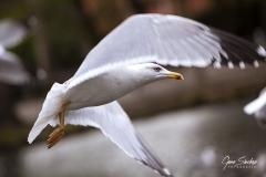 Gaviota-en-vuelo-03
