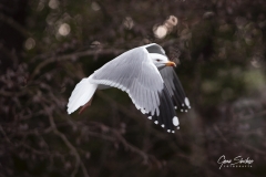 Gaviota-en-vuelo