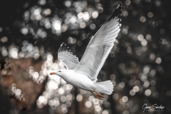 Gaviota-fine-art-01