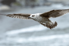 Gaviota-joven-volando